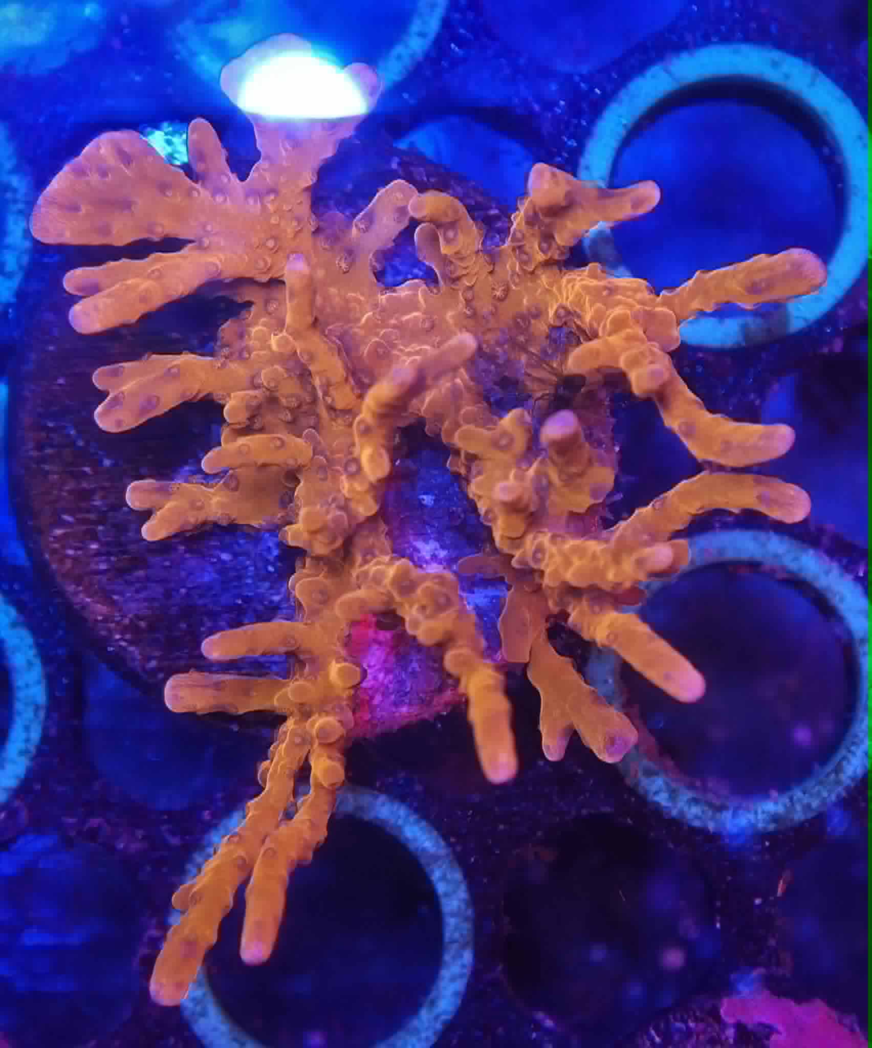 Frag #06