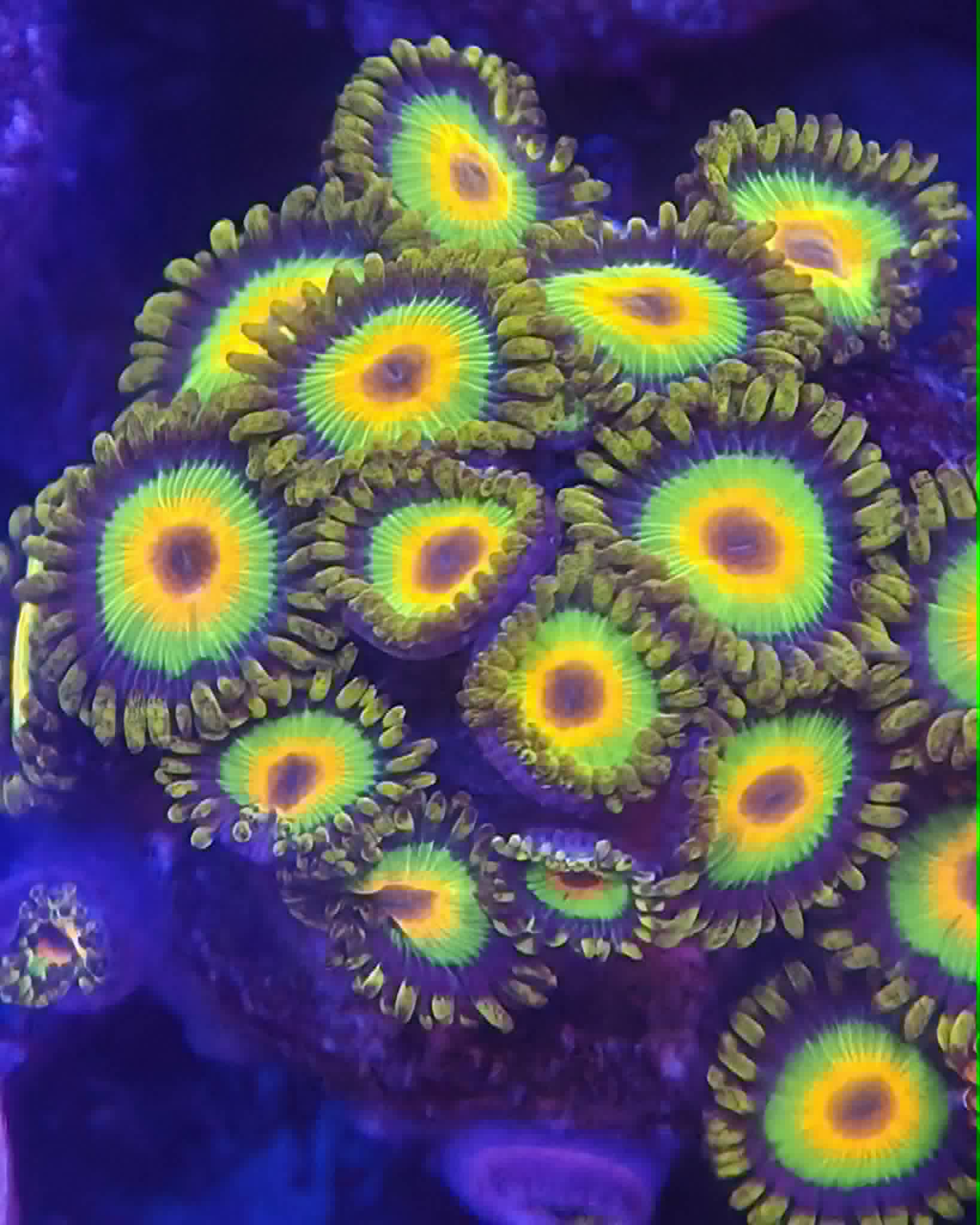 Frag #11