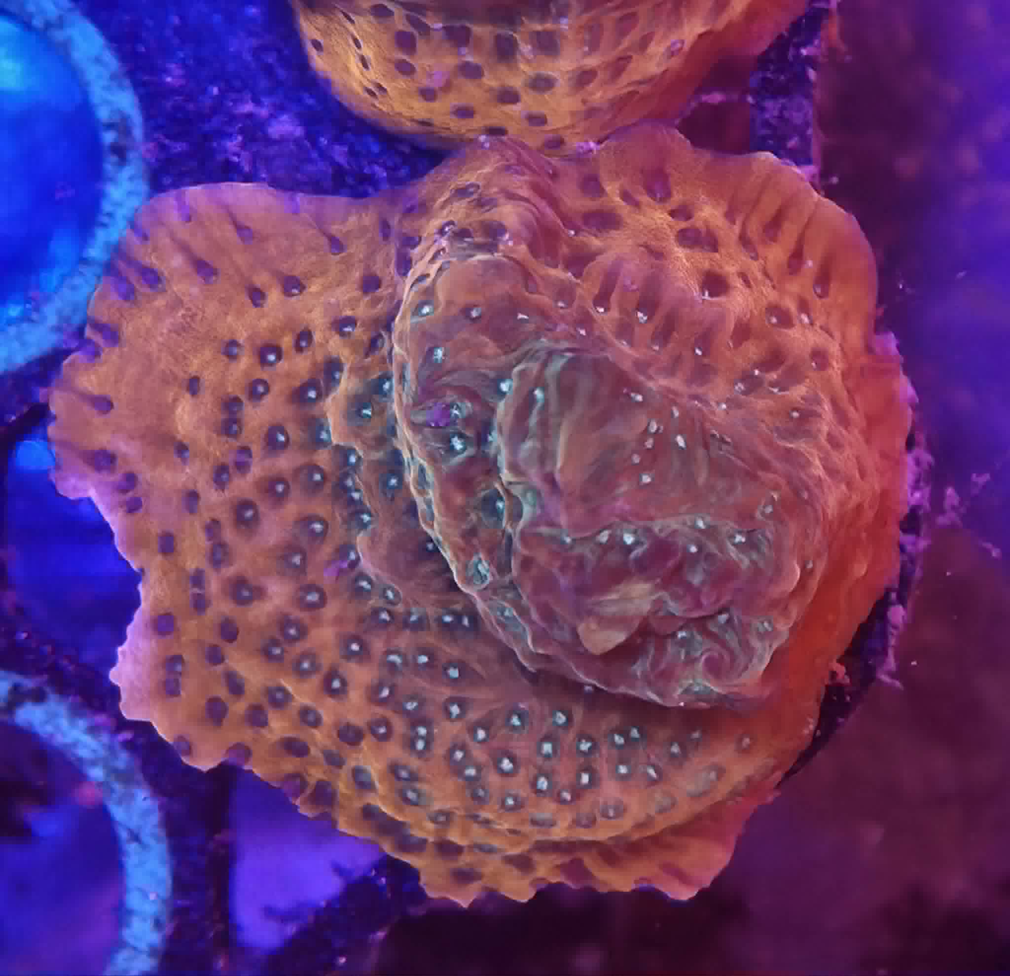 Frag #13